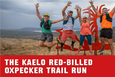 Kaelo Red-Billed Oxpecker 2024